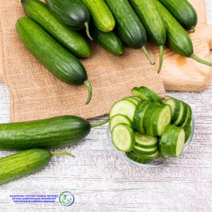 Read more about the article Бодринг – серсув ва фойдали сабзавот