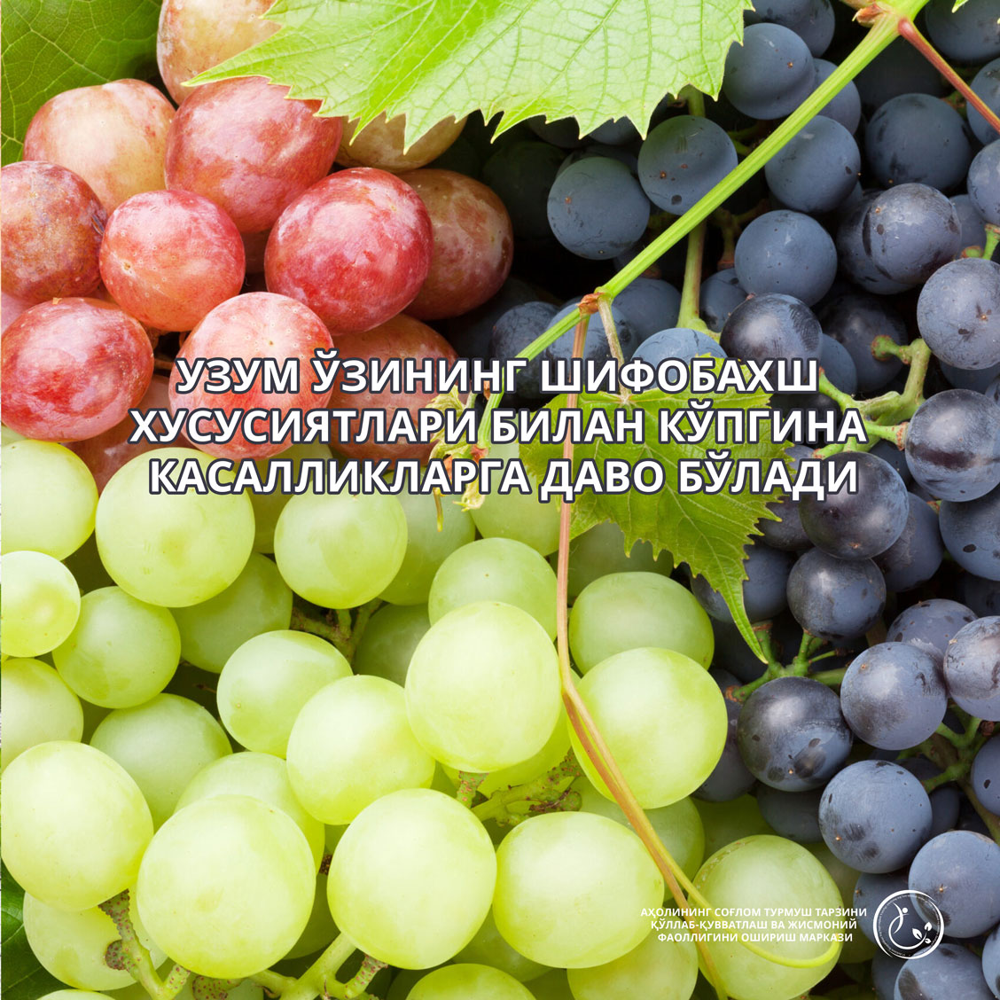 Read more about the article Узум ўзининг шифобахш хусусиятлари билан кўпгина касалликларга даво бўлади